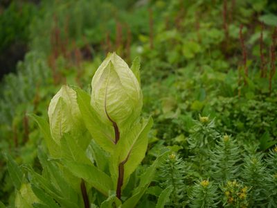 Saussurea obvallata, photographed by Dinesh Valke