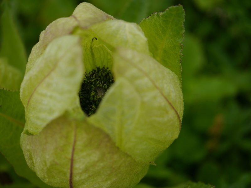 Saussurea obvallata, photographed by Dinesh Valke