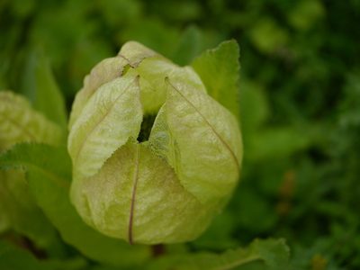 Saussurea obvallata, photographed by Dinesh Valke