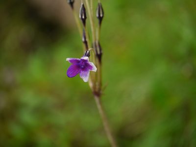 Primula macrophylla, photographed by Dinesh Valke