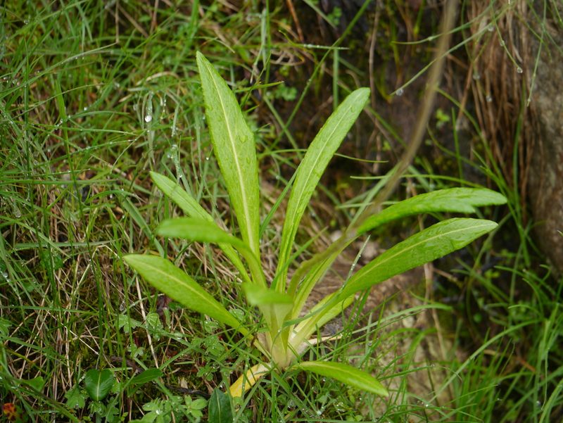 Primula macrophylla, photographed by Dinesh Valke