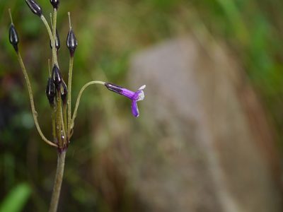 Primula macrophylla, photographed by Dinesh Valke