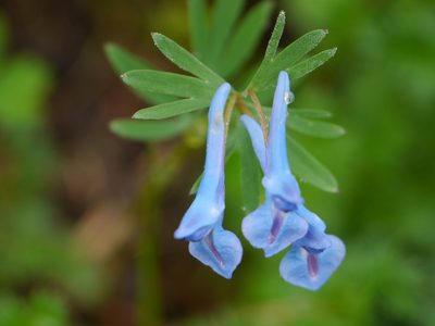 Corydalis cashmeriana, photographed by Dinesh Valke