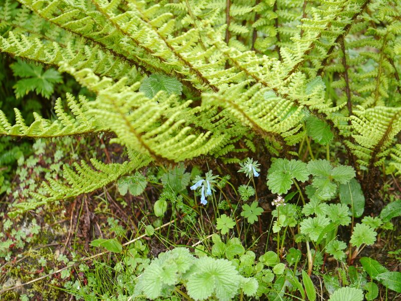 Corydalis cashmeriana, photographed by Dinesh Valke