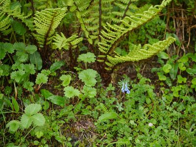 Corydalis cashmeriana, photographed by Dinesh Valke