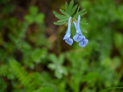 Corydalis cashmeriana, photographed by Dinesh Valke