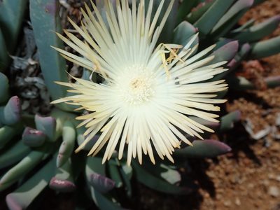Cheiridopsis denticulata, photographed by Peter Warren