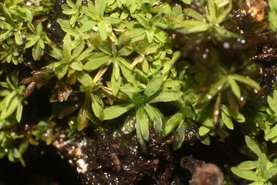 Calymperastrum latifolium, photographed by Em Lamond