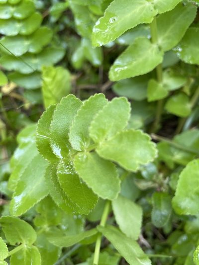 Berula thunbergii, photographed by Sean Privett