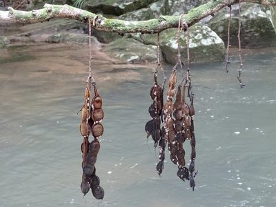 Mucuna birdwoodiana, photographed by Toby Y