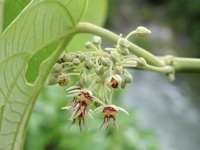 Ayenia grandifolia, photographed by Toby Y