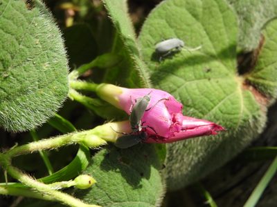 Ipomoea orizabensis, photographed by Alexis López Hernández