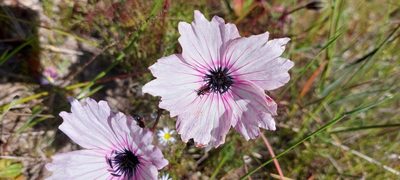 Monsonia speciosa, photographed by sharndreheuvel