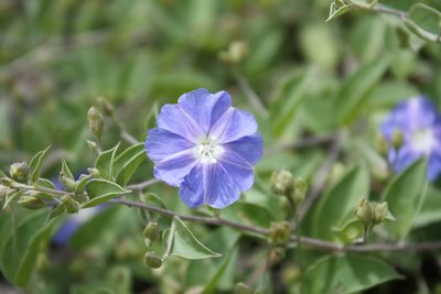 Jacquemontia smithii, photographed by Alexis López Hernández