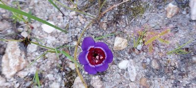 Geissorhiza radians, photographed by sharndreheuvel