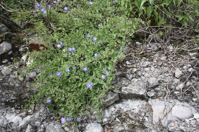Jacquemontia smithii, photographed by Alexis López Hernández