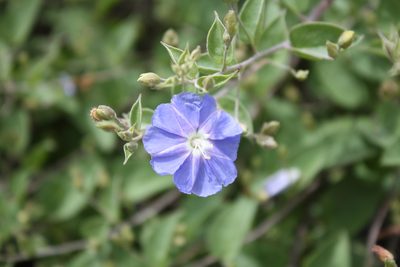 Jacquemontia smithii, photographed by Alexis López Hernández