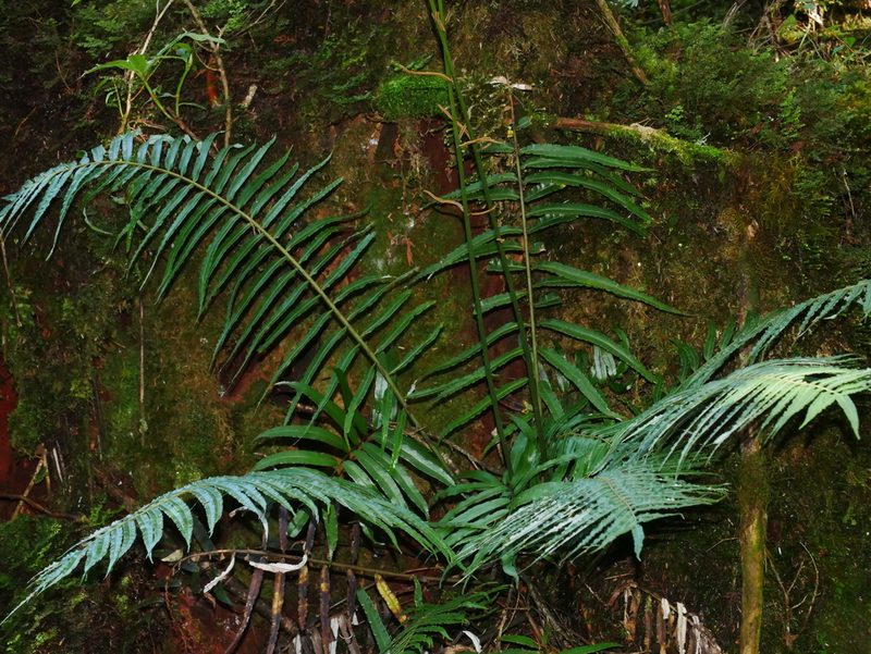 Plagiogyria glauca, photographed by Jacy Chen