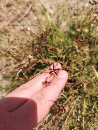 Jamesbrittenia atropurpurea, photographed by Ricus Nel