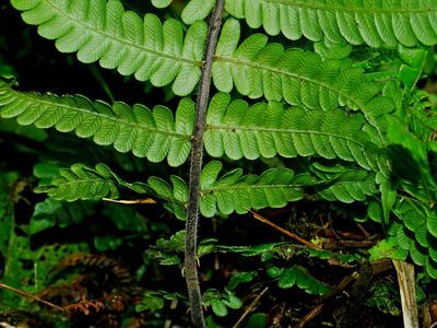 Cyclogramma auriculata, photographed by Jacy Chen