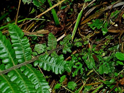 Cyclogramma auriculata, photographed by Jacy Chen