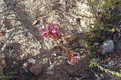 Satyrium erectum, photographed by Di Turner