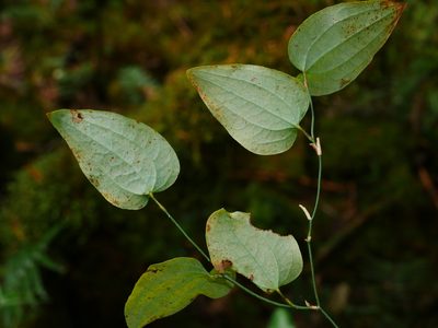 Smilax menispermoidea, photographed by Jacy Chen