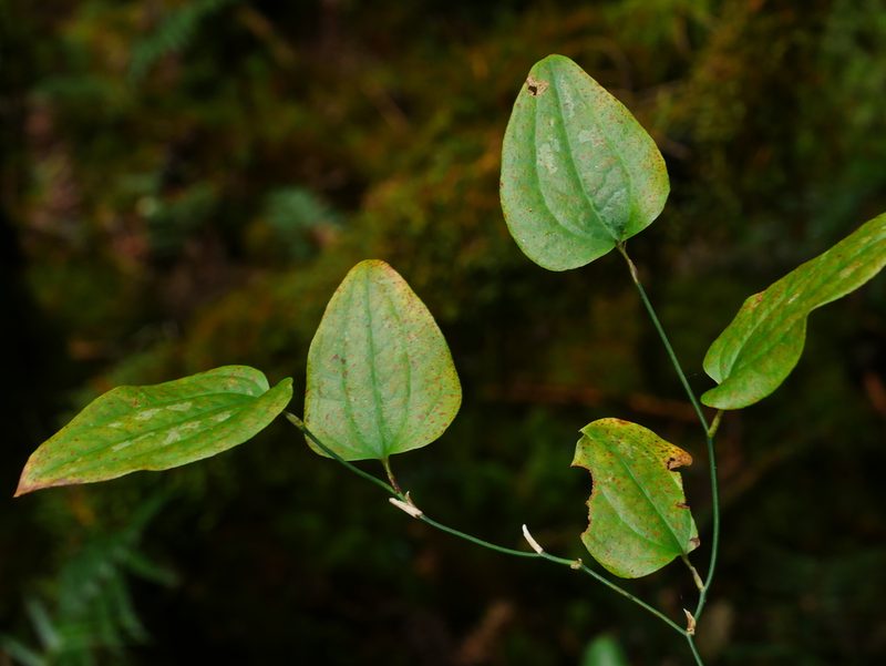 Smilax menispermoidea, photographed by Jacy Chen