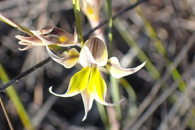 Gladiolus permeabilis, photographed by Di Turner