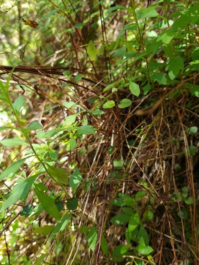 Scutellaria novae-zelandiae, photographed by gnapp