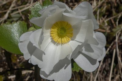 Ranunculus lyallii, photographed by Sebastian Doak