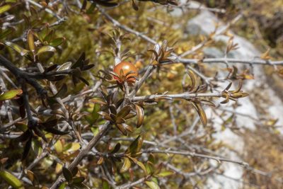Coprosma cheesemanii, photographed by Sebastian Doak