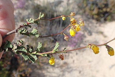 Hermannia alnifolia, photographed by Di Turner