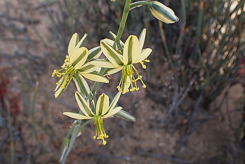 Coilonox suaveolens, photographed by Di Turner