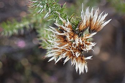 Metalasia massonii, photographed by Di Turner
