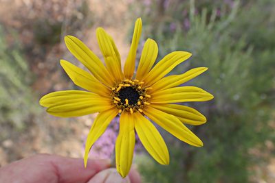 Arctotis lanceolata, photographed by Di Turner