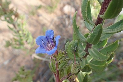 Lobostemon marlothii, photographed by Di Turner