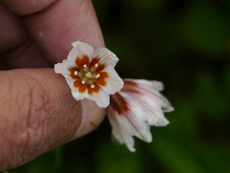 Gagea lasiantha, photographed by Dinesh Valke