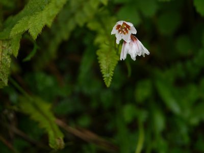 Gagea lasiantha, photographed by Dinesh Valke