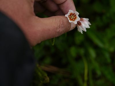 Gagea lasiantha, photographed by Dinesh Valke