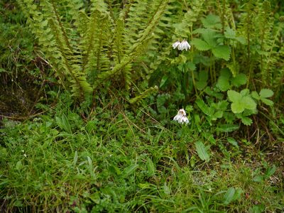Gagea lasiantha, photographed by Dinesh Valke