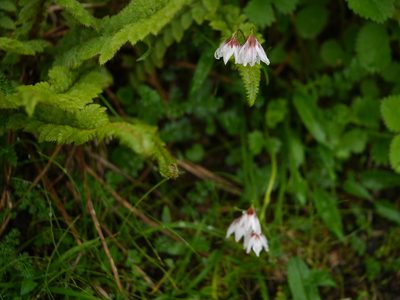 Gagea lasiantha, photographed by Dinesh Valke