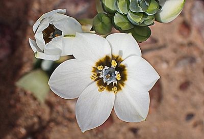 Eliokarmos dubius, photographed by Di Turner