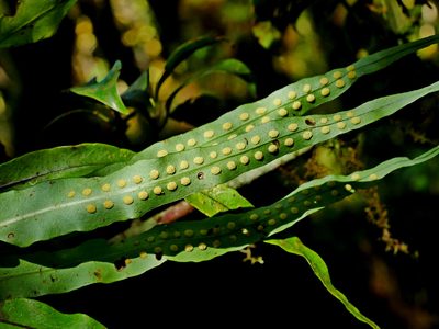 Lepisorus kawakamii, photographed by Jacy Chen