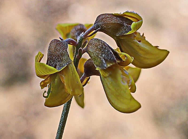 Lotononis acocksii, photographed by Di Turner