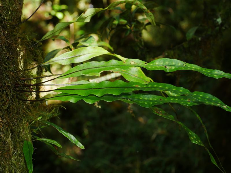 Lepisorus kawakamii, photographed by Jacy Chen