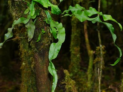Lepisorus obscure-venulosus, photographed by Jacy Chen