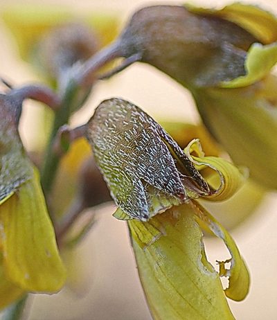 Lotononis acocksii, photographed by Di Turner