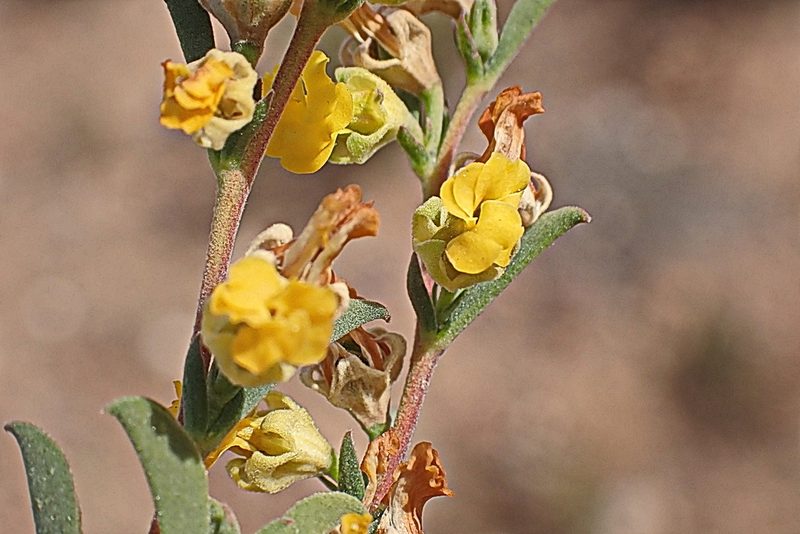 Hermannia diversistipula, photographed by Di Turner