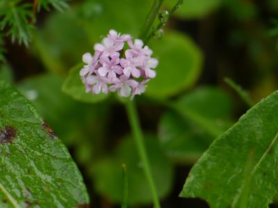 Valeriana himalayana, photographed by Dinesh Valke